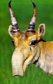 Résultat de recherche d'images pour "saiga antelope"