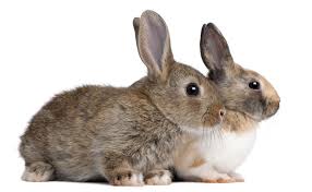 Image result for RABBIT