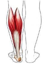 Image result for calf muscle