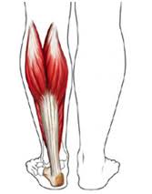 Image result for calf muscle