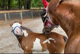 Anonymous because nobody knows my plans yet & trying to keep things privet Best recommendations of AQHA stallions for an It's a southern thing X absolute investment mare? Also, my mare is