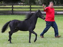 Image result for minature horse shoes