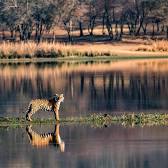 Ranthambore National Park