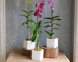 Gambar Dendrobium orchid