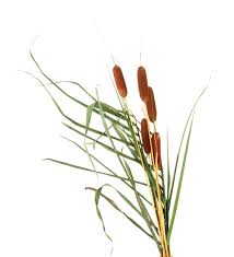 Image result for cat tails