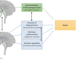 Serotonin and mood regulation diagram