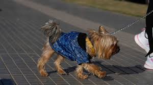 Alerta Rosario: ¿Lluvias Arruinarán la Fiesta de Colectividades?