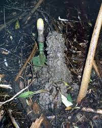 Image result for crayfish chimneys