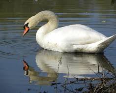Cisne-real
