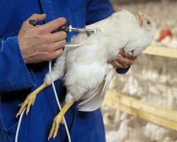 Image of chicken being vaccinated