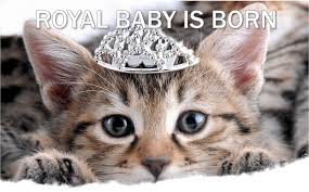 Image result for cats