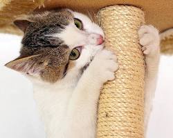 person choosing a scratching post for their catの画像