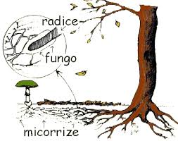 RISULTATI immagini per la simbiosi dei porcini