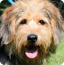 Old English Sheepdog/Wheaten Terrier Mix Dog for adption in Wakefield, Rhode Island - - 105217598
