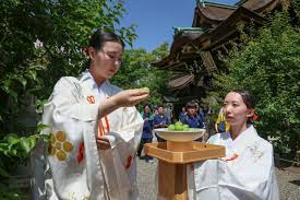京の正月縁起物「大福梅」 巫女ら摘み取り 梅の名所・北野天満宮 京都府