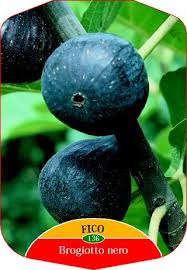 Risultati immagini per fico brogiotto