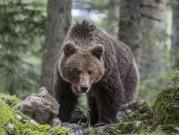 braunbär