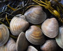 Image of Clams