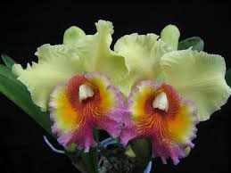 Image result for cattleya orchid