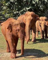 I got to hang with some elephants in Chiang Mai! Founded by ...