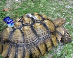 รูปภาพFungal Infections in Tortoises