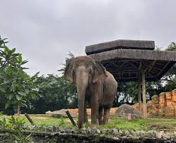 Disputa judicial sobre transferência da elefanta asiática Baby do Beto Carrero World ganha novo capítulo