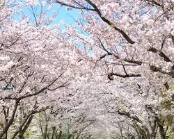 鏡野公園櫻花的圖片