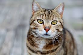 Bildergebnis für katzenbilder