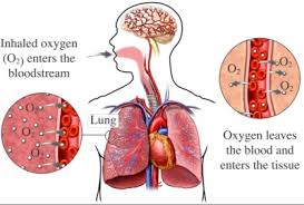 máy tạo oxy, máy tạo oxy 5 lít vision air