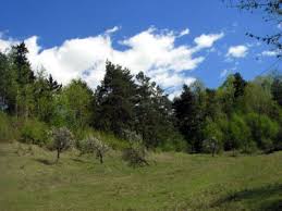 padure emaramures.ro