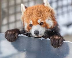旭山動物園の画像