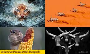 Image result for best images in the world