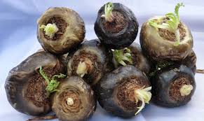 Resultado de imagen para fotos de maca