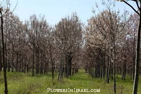 Image result for "Foxglove Tree"