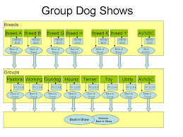 Image result for dog shows