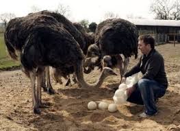 Image result for ostrich egg