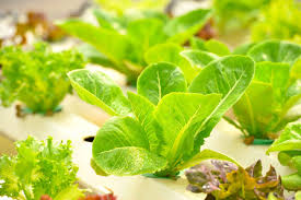 Food Safety Experts Say Hydroponic Lettuce Might Be Safer — Here’s What I Recommend After Growing My Own