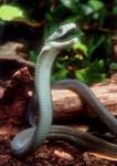 Black Mambas, Black Mamba Pictures, Black Mamba Facts