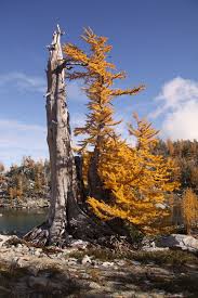 Image result for larch tree
