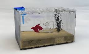Image result for betta fish tank