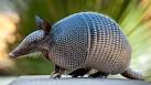 Armadill