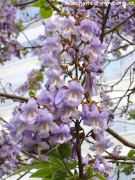 Image result for "Foxglove Tree"