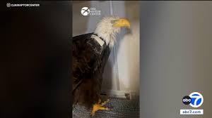 Big Bear bald eagle Jackie suffers setback while being treated for anemia, wildlife officials say