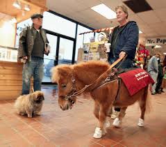 Image result for minature horse shoes