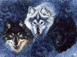 Image result for wolves