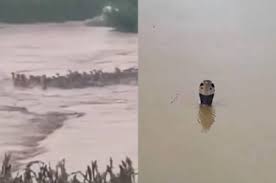 Devastadoras inundaciones provocan la fuga de cientos de serpientes de un Zoológico en China | VIDEO