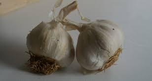 Résultat de recherche d'images pour "nouer l'ail"