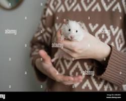 person gently petting a hamster.の画像