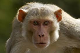 Image result for MONKEYS