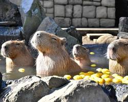 伊豆シャボテン動物公園（静岡県伊東市）の画像